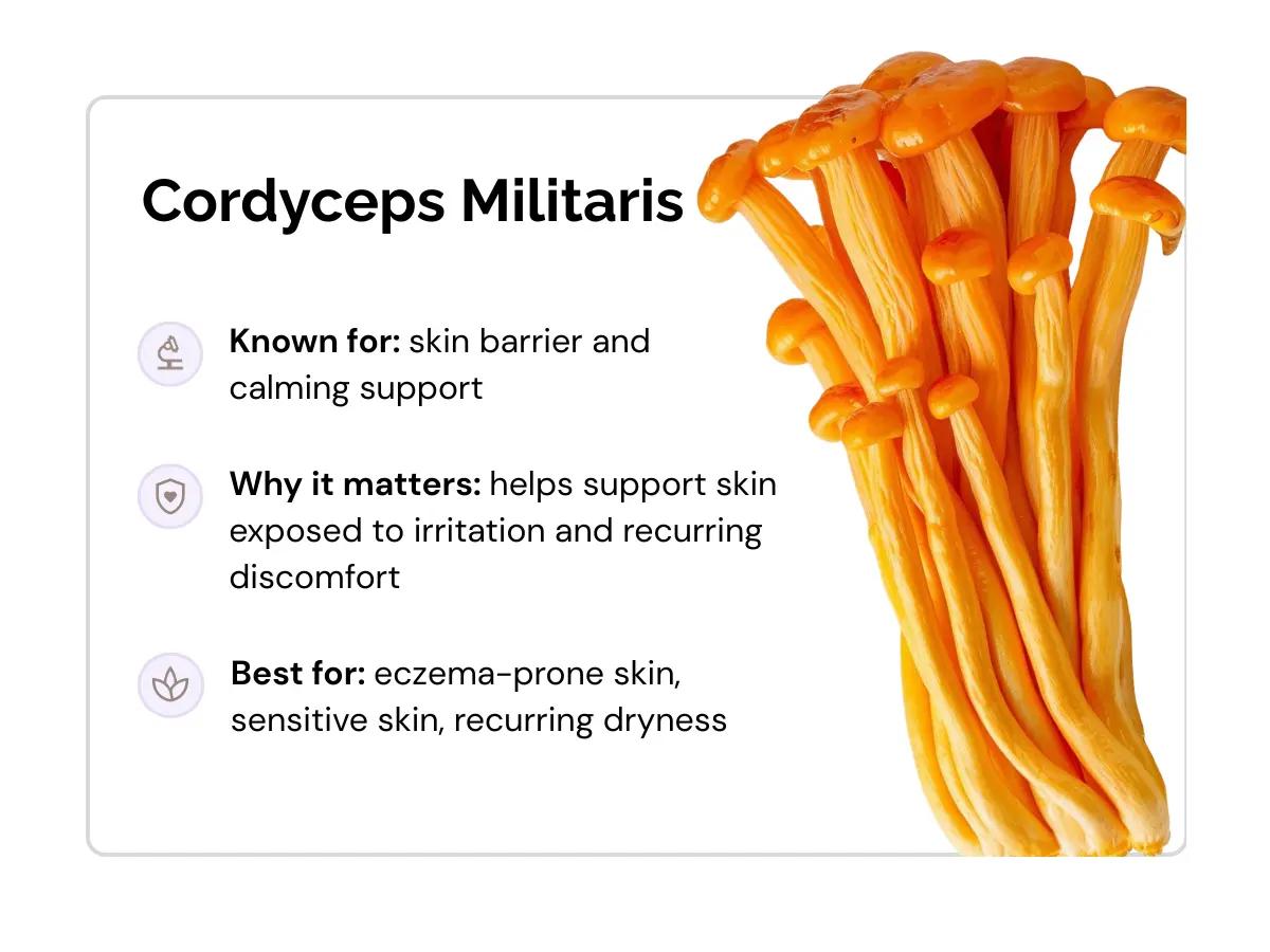 ingredients-cordyceps