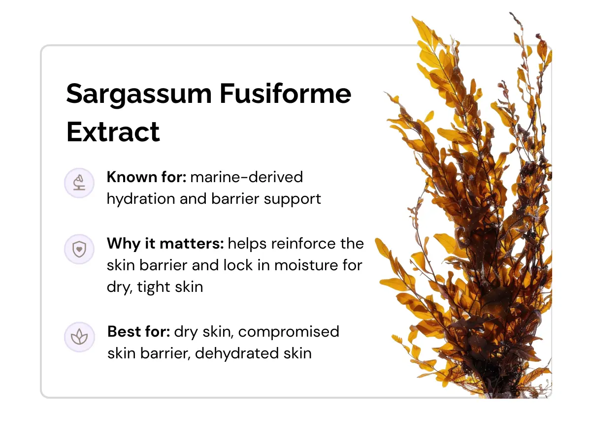 ingredients-sargassum