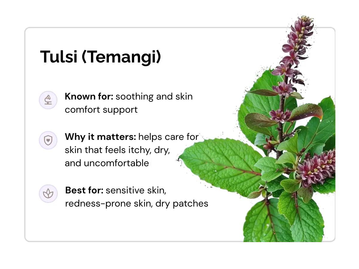 ingredients-tulsi